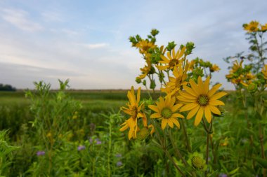 Güneş Dixo'da yükselirken sarı pusula bitkisi tam çiçek açtı