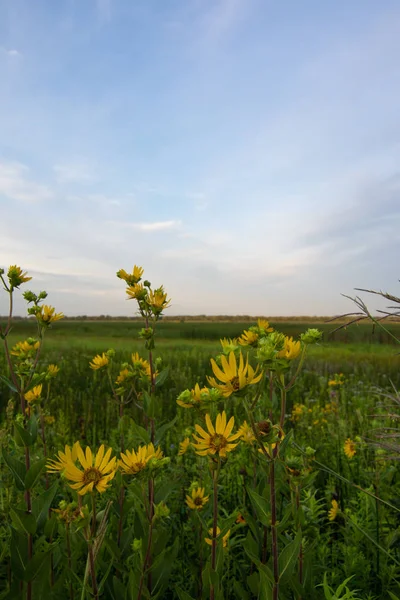 Planta de brújula amarilla en plena floración al amanecer en el Dixo —  Fotos de Stock