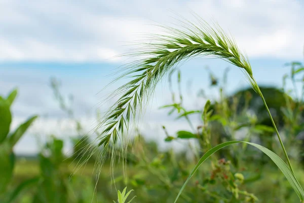 여름 잔디와 식물. — 스톡 사진