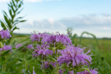 Yaz kır çiçekleri