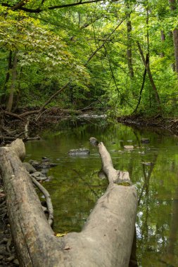 Şelale Glen Orman Koruma Alanı'ndan geçen dere. Dupage C