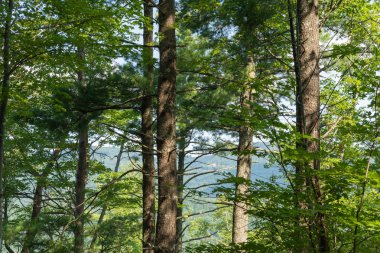 Smoky Dağları patika boyunca uzanır..  