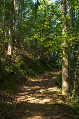 Smoky Mountains landscape along the trails.  clipart