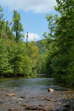 Su yavaşça Abrams Creek aşağı akan. Dumanlı Dağlar Nationa