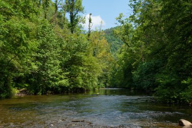 Su yavaşça Abrams Creek aşağı akan. Dumanlı Dağlar Nationa