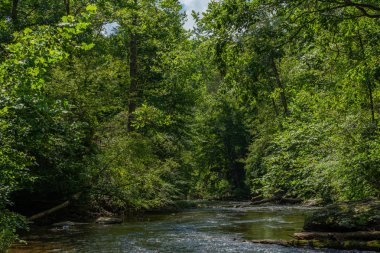 Su yavaşça Abrams Creek aşağı akan. Dumanlı Dağlar Nationa