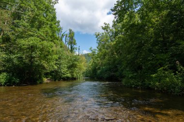 Su yavaşça Abrams Creek aşağı akan. Dumanlı Dağlar Nationa