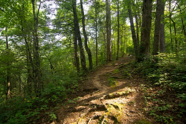 Paisagem de Smoky Mountains ao longo das trilhas. Smoky Mountains Nat — Fotografia de Stock