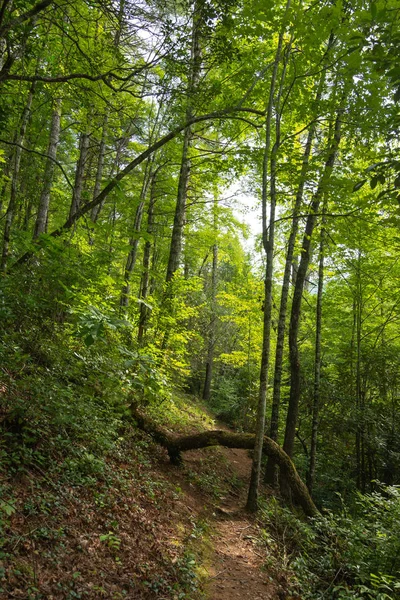 Smoky Mountains-landschap langs de paden. Smoky Mountains NAT — Stockfoto