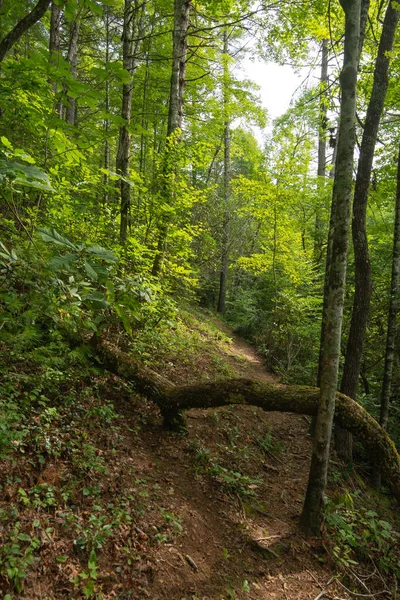 Paisagem de Smoky Mountains ao longo das trilhas. Smoky Mountains Nat — Fotografia de Stock