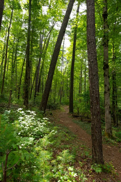 Smoky Mountains-landschap langs de paden. Smoky Mountains NAT — Stockfoto