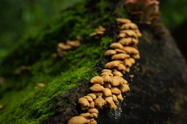 Eski çürük ağaçta büyüyen mantar ve yosun.