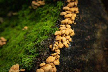 Eski çürük ağaçta büyüyen mantar ve yosun.
