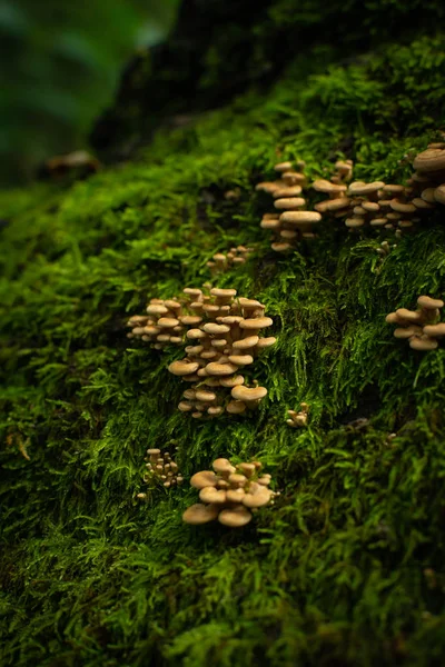 Pilz und Moos wachsen auf einem alten morschen Baum. — Stockfoto