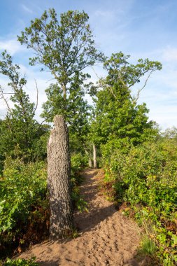 Dunes Ridge Patikası 'nın kumlu patikaları boyunca güzel bir yaz sabahı manzarası. Indiana Dunes Ulusal Parkı, Indiana, ABD