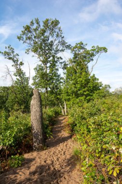 Dunes Ridge Patikası 'nın kumlu patikaları boyunca güzel bir yaz sabahı manzarası. Indiana Dunes Ulusal Parkı, Indiana, ABD