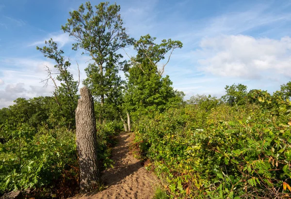 Dunes Ridge Patikası 'nın kumlu patikaları boyunca güzel bir yaz sabahı manzarası. Indiana Dunes Ulusal Parkı, Indiana, ABD