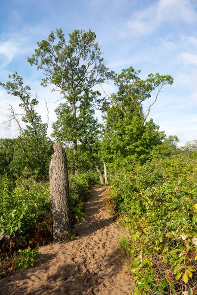 Dunes Ridge Patikası 'nın kumlu patikaları boyunca güzel bir yaz sabahı manzarası. Indiana Dunes Ulusal Parkı, Indiana, ABD