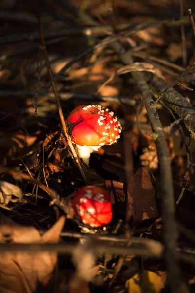 Вертикальна Картина Двох Червоних Отруйних Amanita Muscaria Fungus Macro Закривається — стокове фото