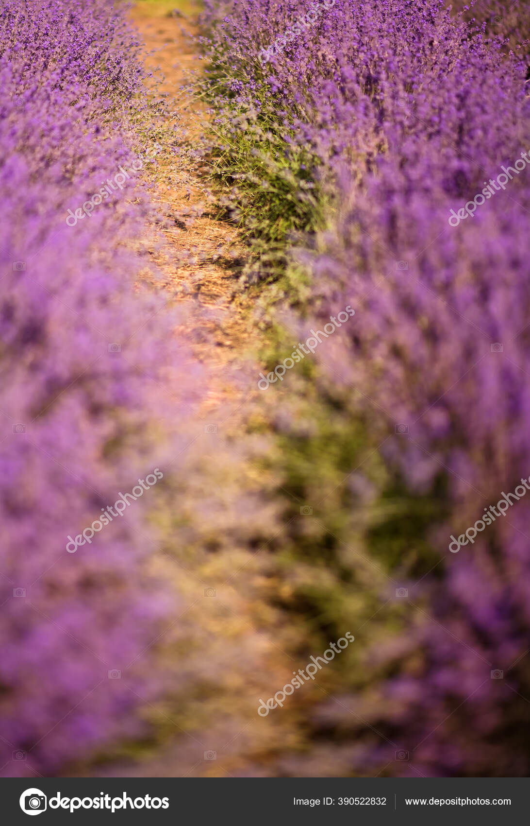 Imagem Vertical Campo Lavanda Verão Flores Campos Lavanda Nas Montanhas —  Foto © albina.sazheniuk.gmail.com #390522832, image size:1092x1700