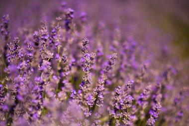 Lavanta çalıları akşam ışığında kapanır. Mor lavanta çiçekleri. Resmin ortasında çalılıklar var. Fransa 'nın Provence bölgesi turizm beldesi. Seçici odak.