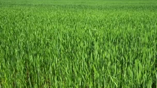 Jeune blé vert germé sur le champ. jeunes plantes se balancent dans le vent. — Video