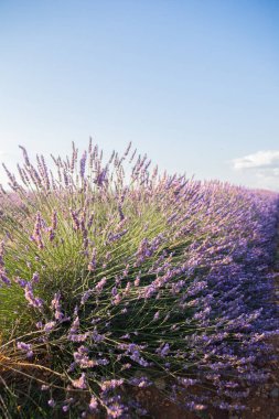 Lavanta çiçeklerine yakın çekim. Kaynak filtreleme