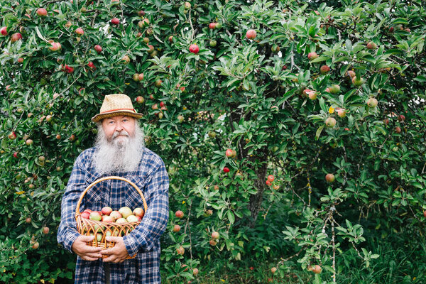 Senior man picking up apples in apple orchard. Harvest concept