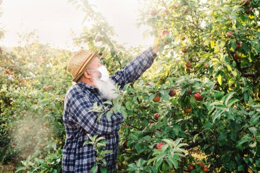 Covid-19 salgını sırasında organik tarım hasadı. Koruyucu maskeli kıdemli bir adam elma çiftliğinden elma topluyor..