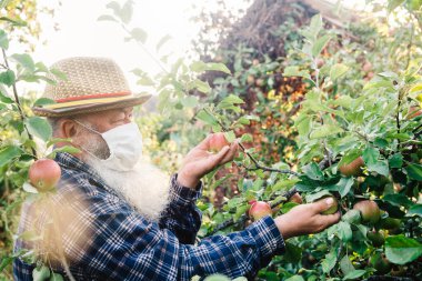 Koruyucu maskeli kıdemli bir adam elma bahçesinden elma topluyor. Koronavirüs salgını sırasında hasat..