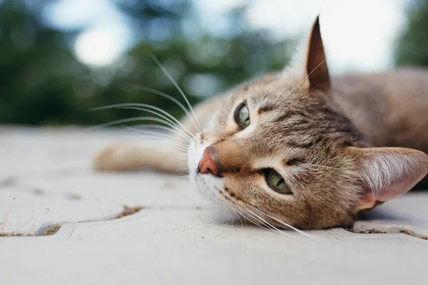 一只躺在瓷砖上的美丽而悠闲的猫的画像。绿眼睛的猫在休息 — 图库照片