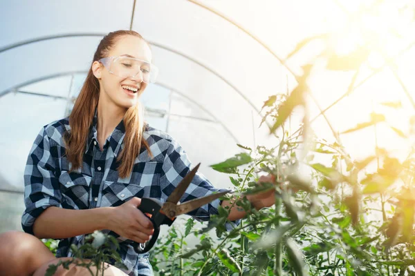 Una mujer europea con camisa a cuadros y gafas protectoras corta plantas en invernaderos con cortadoras. Cuidado de la aparición de plantas . — Foto de Stock