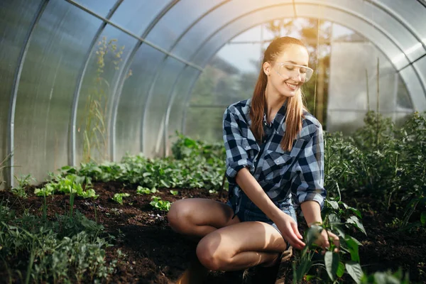 Una hermosa chica en una camisa a cuadros y gafas en un invernadero recoge hierbas y plantas para la fabricación de medicinas a base de hierbas . — Foto de Stock