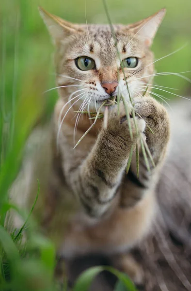 Porträt einer kurzhaarigen amerikanischen Katze, die sich mit zwei Pfoten einen Grashalm schnappte und ihn in der Natur anknabberte. — Stockfoto