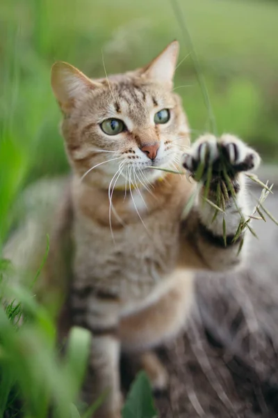 Rasa de pisici americane Shorthair. Pisica se joacă cu o lamă de iarbă în natură și își întinde ghearele. . — Fotografie, imagine de stoc