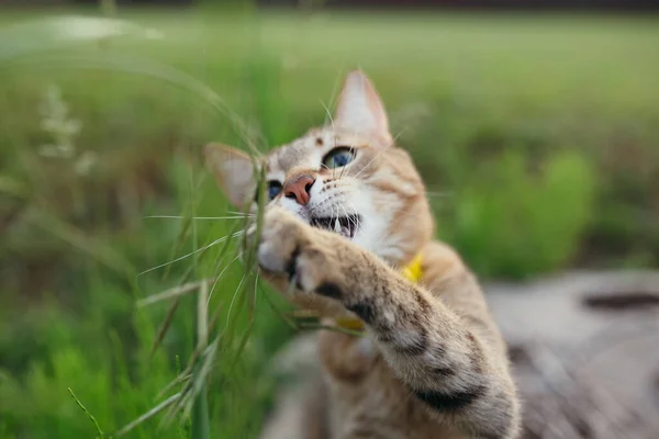 Kurzhaar Amerikanische Katzenrasse. Die Katze spielt in der Natur mit einem Grashalm und spreizt ihre Krallen. — Stockfoto