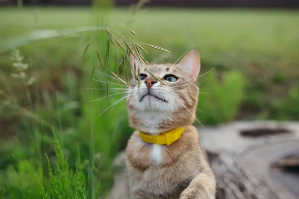 Fotos aproximadas de American Shorthair con cuello amarillo al aire libre jugando con hierba — Foto de Stock