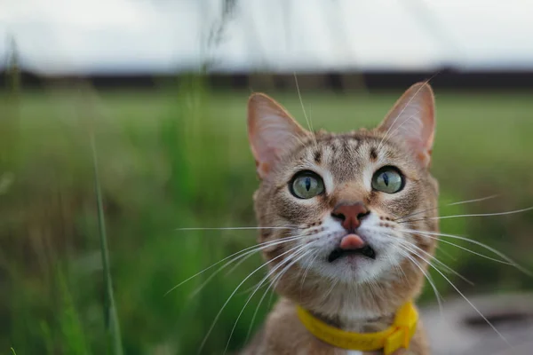 Retrato de un hocico de un gato americano de pelo corto que mira una larga brizna de hierba y lame sus labios al aire libre . — Foto de Stock