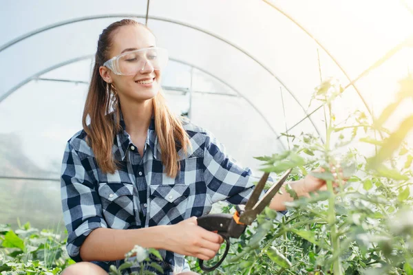 Un jardinero-nerd en una camisa a cuadros y gafas de seguridad con tijeras de jardín corta hojas secas de plantas para que crezcan mejor en el invernadero . — Foto de Stock