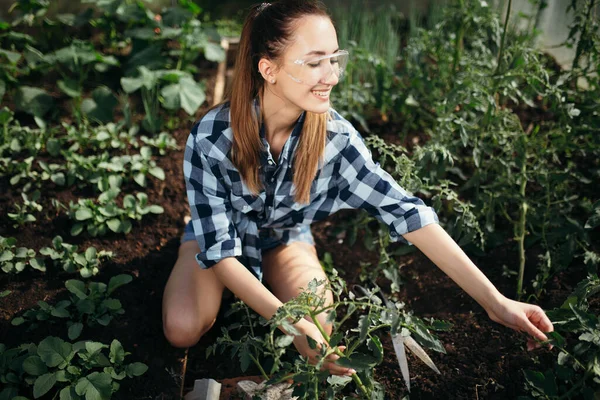 La jardinera europea se sienta de rodillas en el suelo en el invernadero y recoge los frutos con el crecimiento, mientras que también arrancando las hojas adicionales para que crezcan mejor . — Foto de Stock