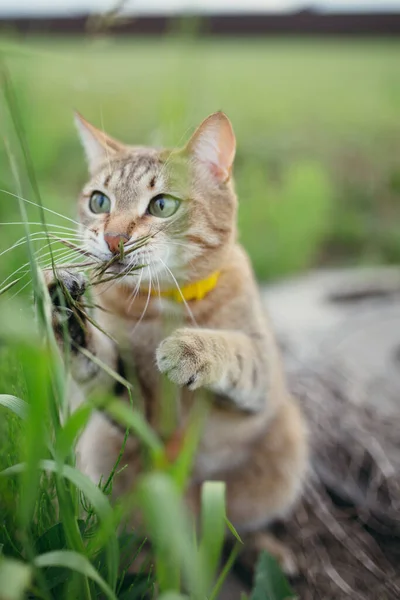 Photo of a cute short-haired American cat breed that plays with grass and animals in nature — Stock Photo, Image