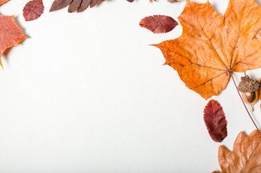 Sonbahar geldi. Beyaz arkaplanda renkli yapraklar, metin için boşluk. Sonbahar konsepti