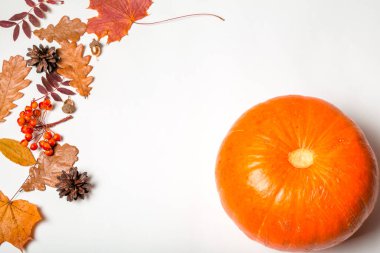 Beyaz arka planda büyük bir balkabağı. Renkli yapraklar, koniler, deniz dikenleri, meşe palamudu. Düz konum, metin için boşluk