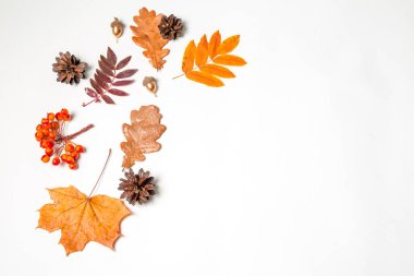 Beyaz arka planda sonbahar yapraklarının bileşimi. Metin için boşluk