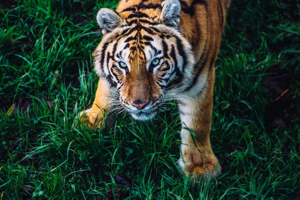 Портрет Бенгальского Тигра Смотрящего Камеру Природе — стоковое фото