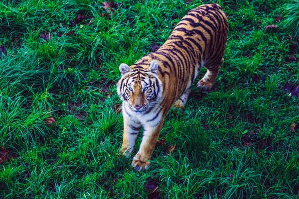 Бенгальский Тигр Смотрит Камеру Стоящую Зеленой Траве — стоковое фото