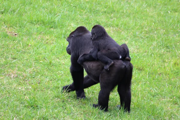 Bébé Gorille Sur Dos Mère Extérieur Dans Nature — Photo