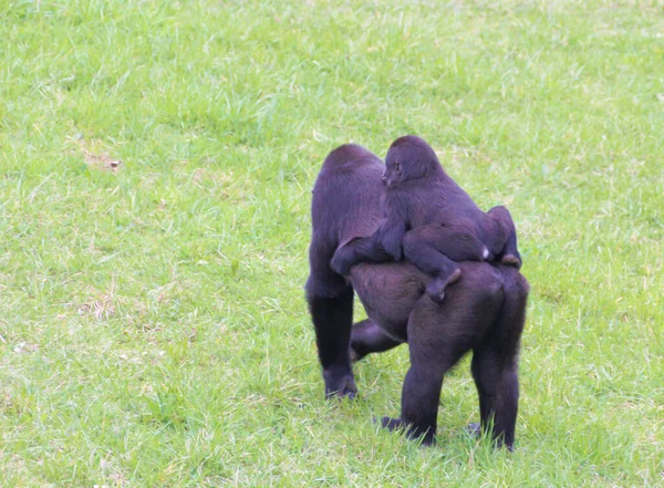 Female Gorilla Carrying Her Baby Her Back Outdoors Grass — Stock Photo, Image