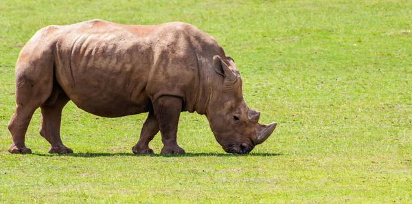 Rinoceronte Branco Africano Comendo Grama Sozinho Durante Dia — Fotografia de Stock
