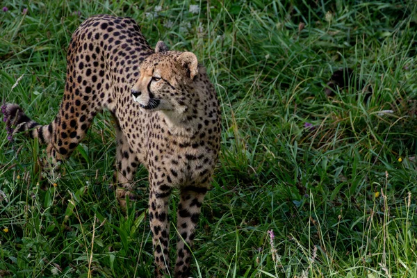 Cheetah Snelste Landdier Het Midden Van Het Gras — Stockfoto